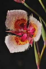 Calochortus coxii
