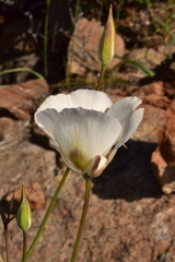 Calochortus dunnii