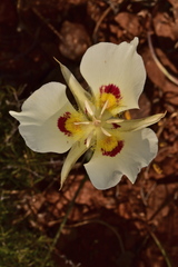 Calochortus dunnii