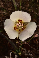 Calochortus dunnii