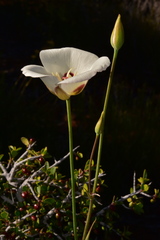 Calochortus dunnii