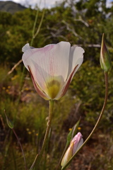 Calochortus dunnii