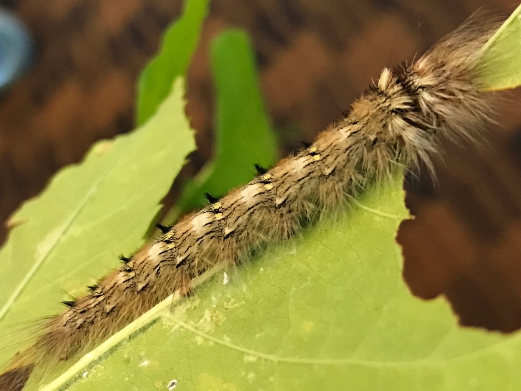 Angel Moth