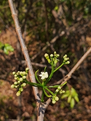 Rauvolfioideae