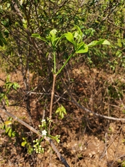 Rauvolfioideae
