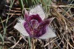 Calochortus elegans nanus