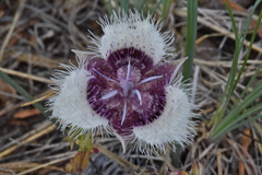 Calochortus elegans nanus