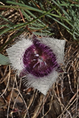 Calochortus elegans nanus