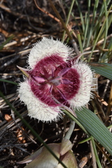 Calochortus elegans nanus