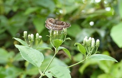 Quadrus cerialis