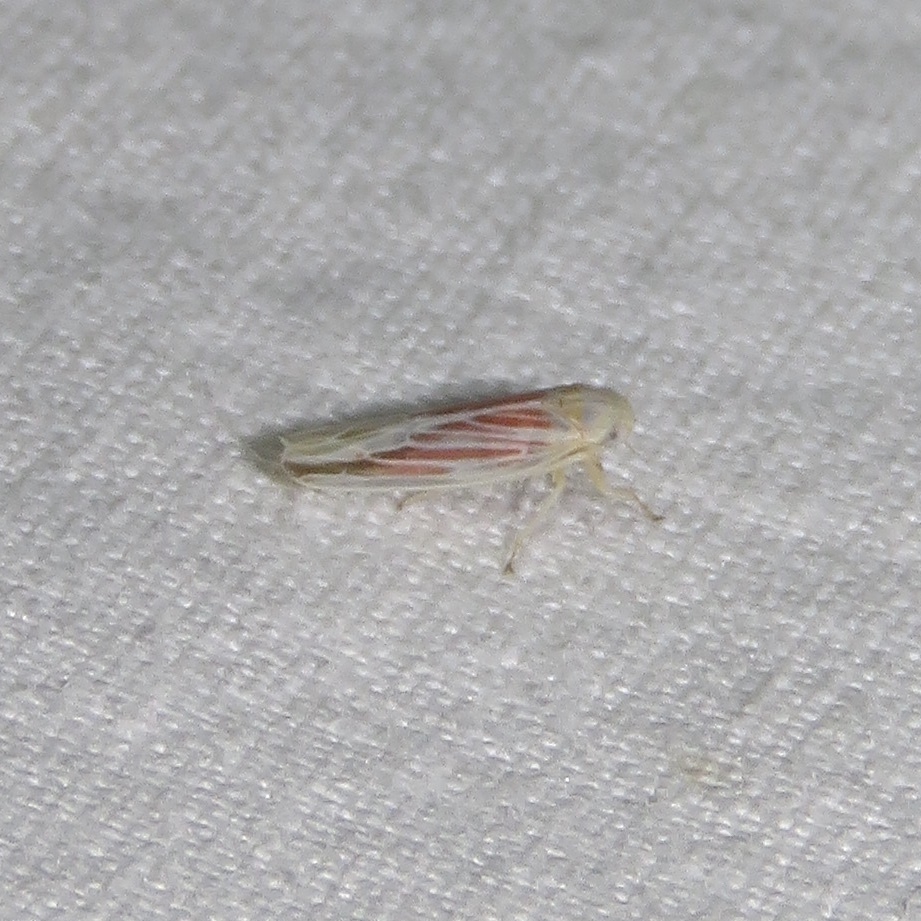 Red-streaked leafhopper