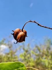 Sclerocroton melanostictus image