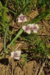 Calochortus elegans nanus