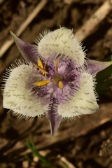 Calochortus elegans nanus