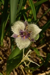 Calochortus elegans nanus