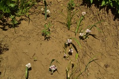 Calochortus elegans nanus