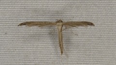 Lioptilodes albistriolatus