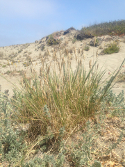 Poa macrantha