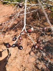 Diospyros tropophylla image