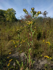 Solidago rigida rigida