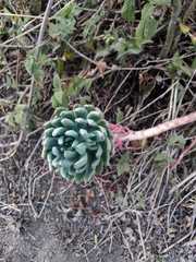 Crassulaceae