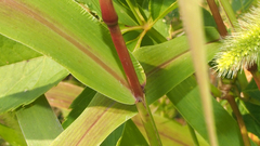 Setaria viridis major