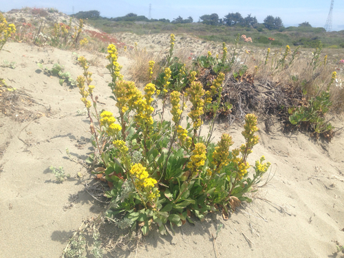 coast goldenrod