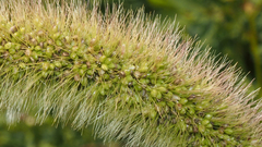 Setaria viridis major