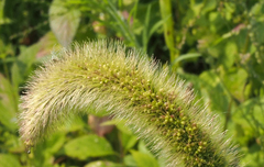 Setaria viridis major