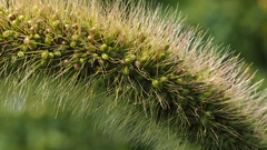 Setaria viridis major