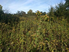 Solidago rigida rigida