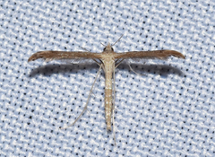 Lioptilodes albistriolatus