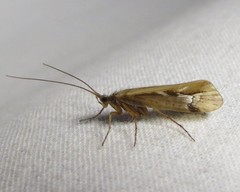 Limnephilus harrimani