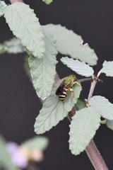Agapostemon splendens