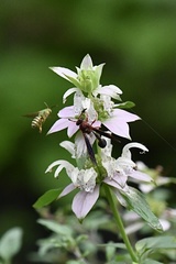 Agapostemon splendens