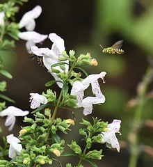 Agapostemon splendens