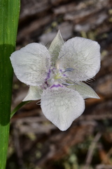 Calochortus elegans selwayensis