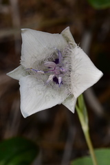 Calochortus elegans selwayensis