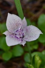 Calochortus elegans selwayensis