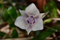 Calochortus elegans selwayensis