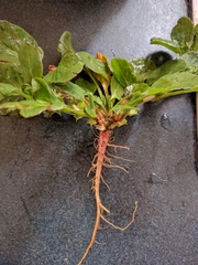 Rumex hypogaeus