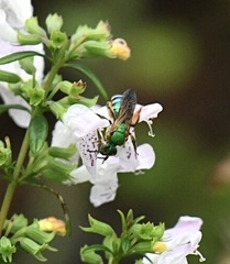 Agapostemon splendens