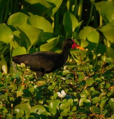 Jacana jacana