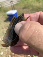 Chasmodes bosquianus