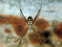 Argiope caledonia