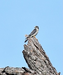 Falco sparverius