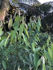 Nectandra