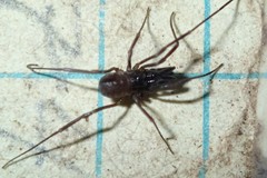 Oskoron spinosus