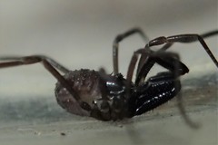 Oskoron spinosus
