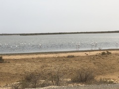 Phoenicopterus roseus